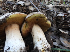 Boletus barrowsii