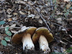 Boletus barrowsii