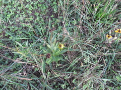 Ratibida columnifera