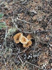 Turbinellus floccosus