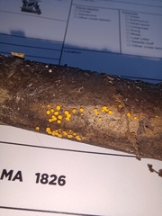 Calycina