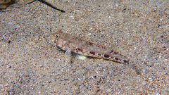 Gobius geniporus