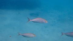 Seriola dumerili