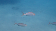 Seriola dumerili