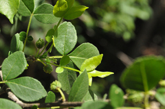 Zanthoxylum syncarpum