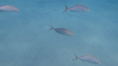 Seriola dumerili