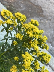 Solidago riddellii