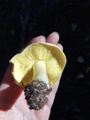 Tricholoma equestre