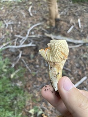 Turbinellus floccosus