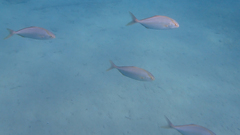 Seriola dumerili