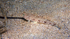 Gobius geniporus