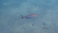 Seriola dumerili
