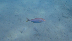 Seriola dumerili