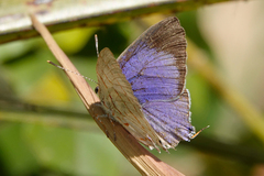 Hemiolaus caeculus