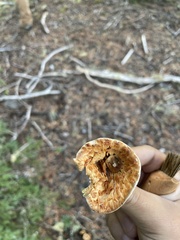 Turbinellus floccosus