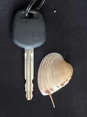 Hysteroconcha lupanaria