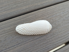 Cyrtopleura costata
