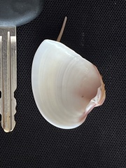 Hysteroconcha lupanaria
