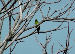 Brotogeris jugularis