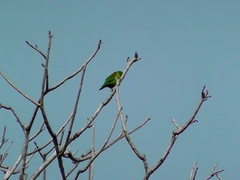 Brotogeris jugularis