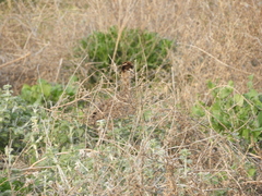 Nothoprocta cinerascens