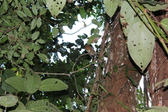 Cebuella niveiventris