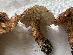 Tricholoma ustale