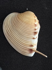 Hysteroconcha lupanaria