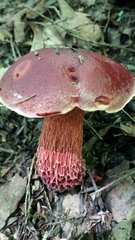 Butyriboletus frostii image