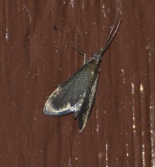 Pyrausta demantrialis