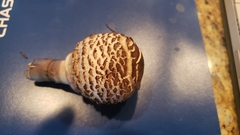 Chlorophyllum