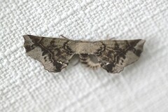 Parepisparis excusata