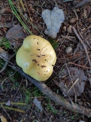 Tricholoma equestre
