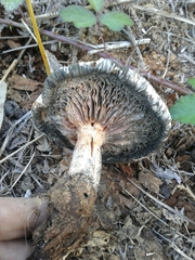 Neolentinus lepideus