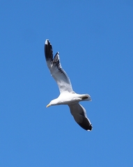 Larus dominicanus dominicanus