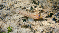 Gobius geniporus
