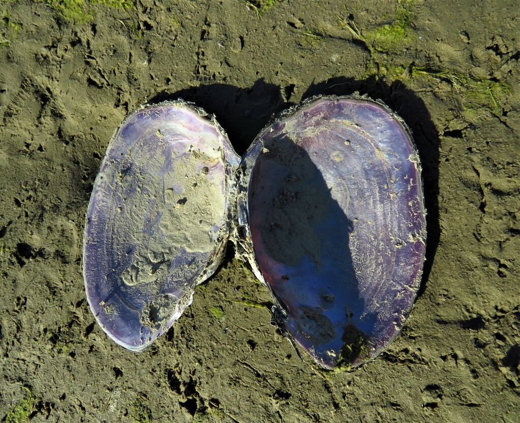 Pink Papershell From Cooper Lake State Park Doctors Creek Unit Delta