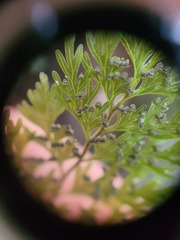 Hymenophyllum demissum