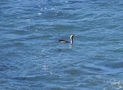 Phalacrocorax punctatus