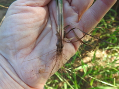 Cyperus retroflexus