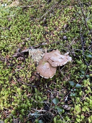 Hebeloma crustuliniforme