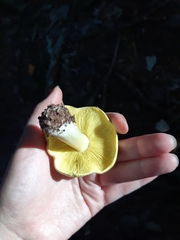 Tricholoma equestre