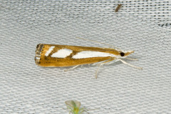Catoptria latiradiellus