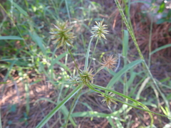 Cyperus retroflexus