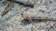Gobius geniporus