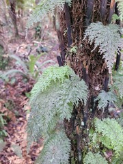 Hymenophyllum demissum
