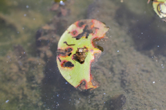 Gelastocoris oculatus