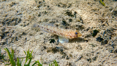 Gobius geniporus