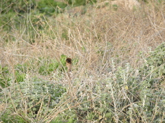 Nothoprocta cinerascens