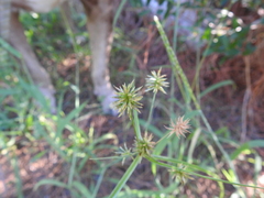 Cyperus retroflexus
